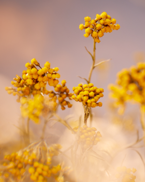 Immortelle Precious Essential Water